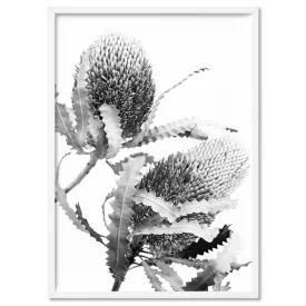 Banksia Flower Duo Black and White - Art Print